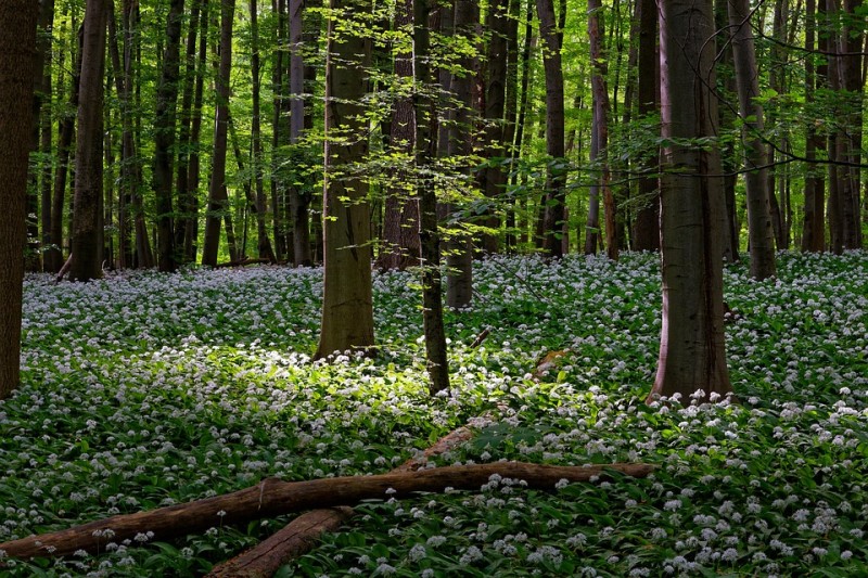 Spořka Českem 2023 - Pomáháme čistit oblast lesa Bor na naší trase