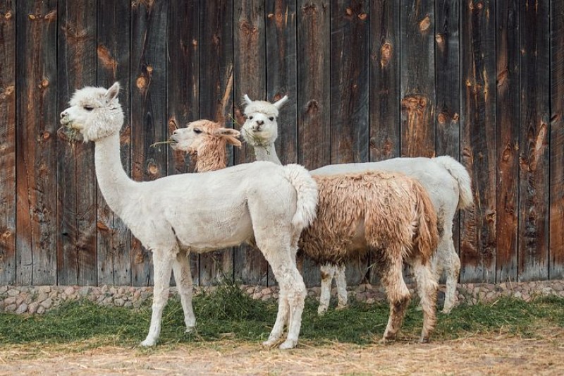 Spořka Českem 2023 - Pomáháme  v ZOO Jihlava